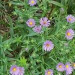 Symphyotrichum novae-angliae habit picture by tomhuck88 (cc-by-sa)