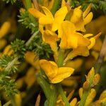 Genista sardoa flower picture by Martin Bishop (cc-by-sa)