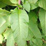 Phytolacca americana leaf picture by Loïc lansmarie (cc-by-sa)