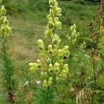 Aconitum anthora flower picture by Gilles Gilles (cc-by-sa)