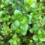 Stellaria neglecta leaf picture by Marta Kellermann (cc-by-sa)