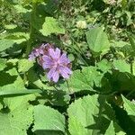 Geranium renardii flower picture by Arch Stanton (cc-by-sa)