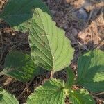 Amaranthus viridis leaf picture by Courtney H (cc-by-sa)