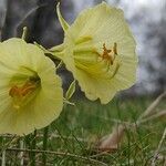 Narcissus gigas flower picture by Adela Martín (cc-by-sa)