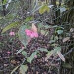 Euonymus atropurpureus fruit picture by Casey Harmon (cc-by-sa)