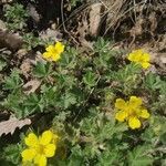 Potentilla brauneana flower picture by evelyn rufeger (cc-by-sa)