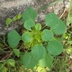 Acalypha indica leaf picture by Naveen Reddy (cc-by-sa)