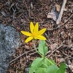 Arnica cordifolia leaf picture by Kelli Hansen (cc-by-sa)