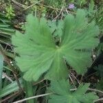 Geranium dolomiticum leaf picture by Diego Alex (cc-by-sa)