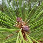 Pinus ponderosa flower picture by Kampf Robert (cc-by-sa)