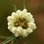 Prunella laciniata flower picture by Carlos Villasante (cc-by-sa)