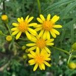 Senecio brasiliensis flower picture by Nunes Anderson (cc-by-sa)