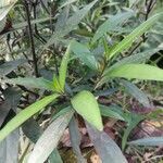 Justicia gendarussa leaf picture by Ranjith Jacob Ranjith Jacob Kalayil (cc-by-sa)