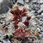 Petasites paradoxus flower picture by Casimir Platzer (cc-by-sa)