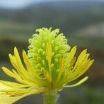 Ranunculus monspeliacus fruit picture by Llandrich anna (cc-by-sa)