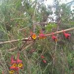 Tropaeolum tricolor flower picture by Alarcón Carime (cc-by-sa)