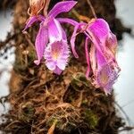 Pleione praecox flower picture by Arijit Banerjee (cc-by-sa)