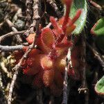 Saxifraga adscendens leaf picture by Emanuele Santarelli (cc-by-sa)