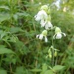 Silene stellata flower picture by Robert Breeding (cc-by-sa)