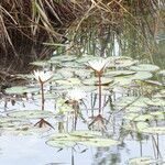 Nymphaea micrantha habit picture by Maarten Vanhove (cc-by-sa)