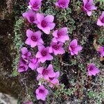 Saxifraga oppositifolia habit picture by Daniel Barthelemy (cc-by-nc)