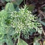 Daucus pusillus flower picture by Trap Hers (cc-by-sa)