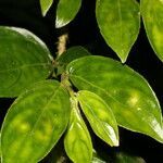 Columnea sanguinolenta leaf picture by Nelson Zamora Villalobos (cc-by-nc)