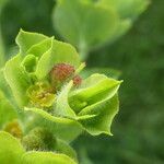 Euphorbia hirsuta flower picture by Llandrich anna (cc-by-sa)