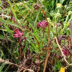 Fumaria officinalis habit picture by Emanuele Santarelli (cc-by-sa)