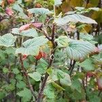 Ribes sanguineum habit picture by Kirsty Richards (cc-by-sa)