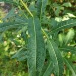 Epilobium angustifolium leaf picture by Sebastian Uel (cc-by-sa)