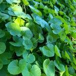 Centella asiatica leaf picture by Gi Gillian (cc-by-sa)