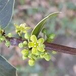 Maytenus ilicifolia flower picture by Trap Hers (cc-by-sa)