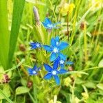 Gentiana utriculosa flower picture by Alexandra Dorohoi (cc-by-sa)