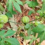 Diplocyclos palmatus fruit picture by Subrahmanya Bhat (cc-by-sa)