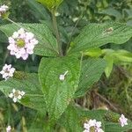 Lantana trifolia leaf picture by Lopes Daniel (cc-by-sa)