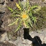 Carlina acanthifolia flower picture by Olivares Vara (cc-by-sa)