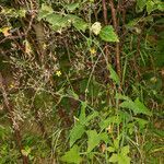 Lactuca muralis habit picture by Martin Bishop (cc-by-sa)