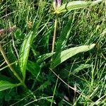 Gentiana purpurea leaf picture by Franco Colnago (cc-by-sa)