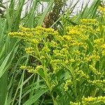 Solidago gigantea flower picture by Ardien Van Der Kruit (cc-by-sa)