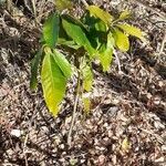 Litsea glutinosa habit picture by Rudy BANOR (cc-by-sa)