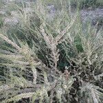 Salsola oppositifolia habit picture by Maise Carreras (cc-by-sa)