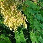 Ailanthus altissima fruit picture by POCH COMAS ANTONI (cc-by-sa)