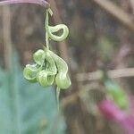 Impatiens parviflora fruit picture by Dmitrii Sav (cc-by-sa)