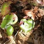 Galax urceolata leaf picture by Anja Collette (cc-by-sa)