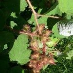 Rubus phoenicolasius fruit picture by Isabel (cc-by-sa)