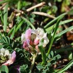 Astragalus depressus flower picture by Emanuele Santarelli (cc-by-sa)