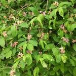 Lonicera tatarica habit picture by Dieter Albrecht (cc-by-sa)