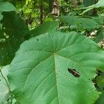 Macaranga tanarius leaf picture by Janwar W. (cc-by-sa)