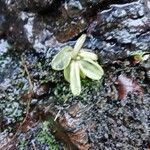 Pinguicula lusitanica leaf picture by Francisco Sanchez (cc-by-sa)